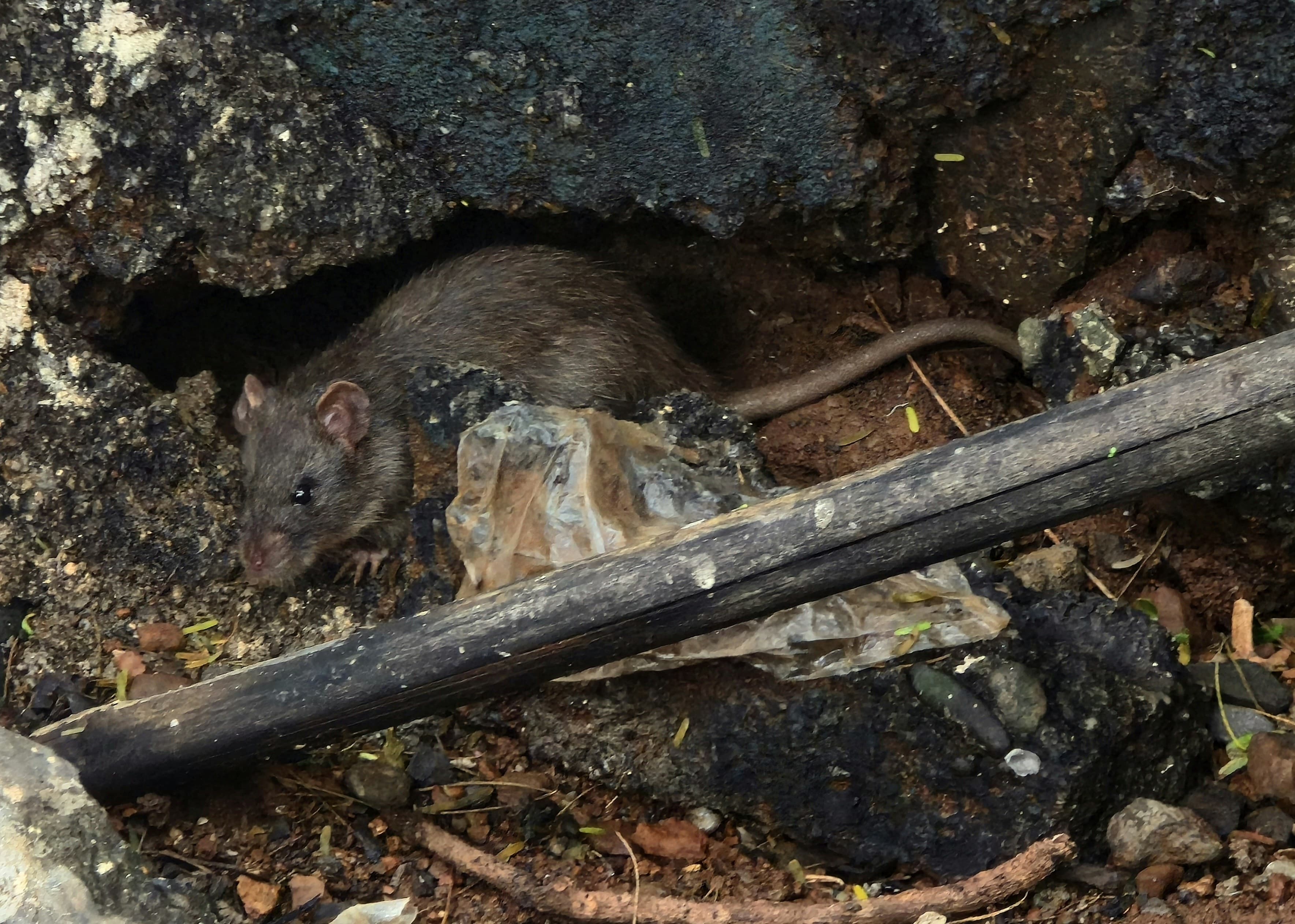 tunneling rodent